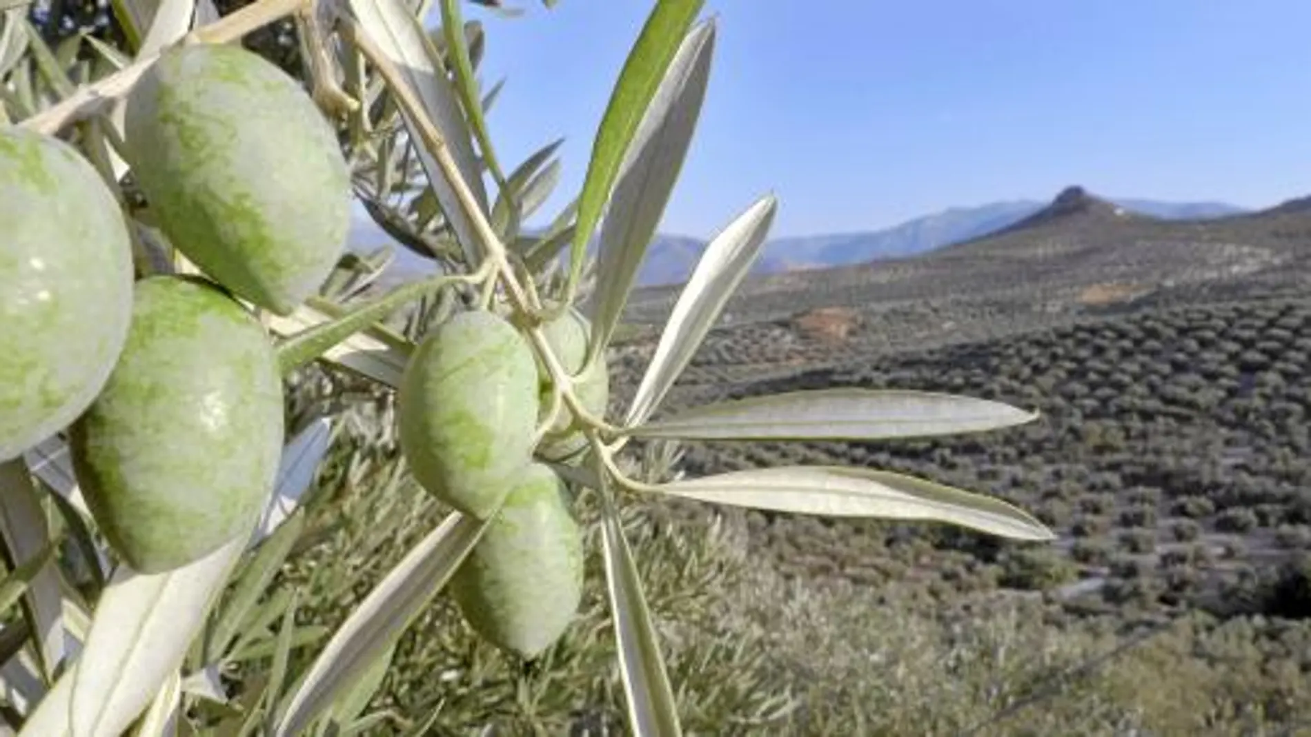 La nueva central de biomasa Kurata se ha construido en Cañete de las Torres, una localidad rodeada de olivos