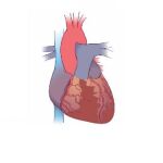 El corazón puede regenerarse