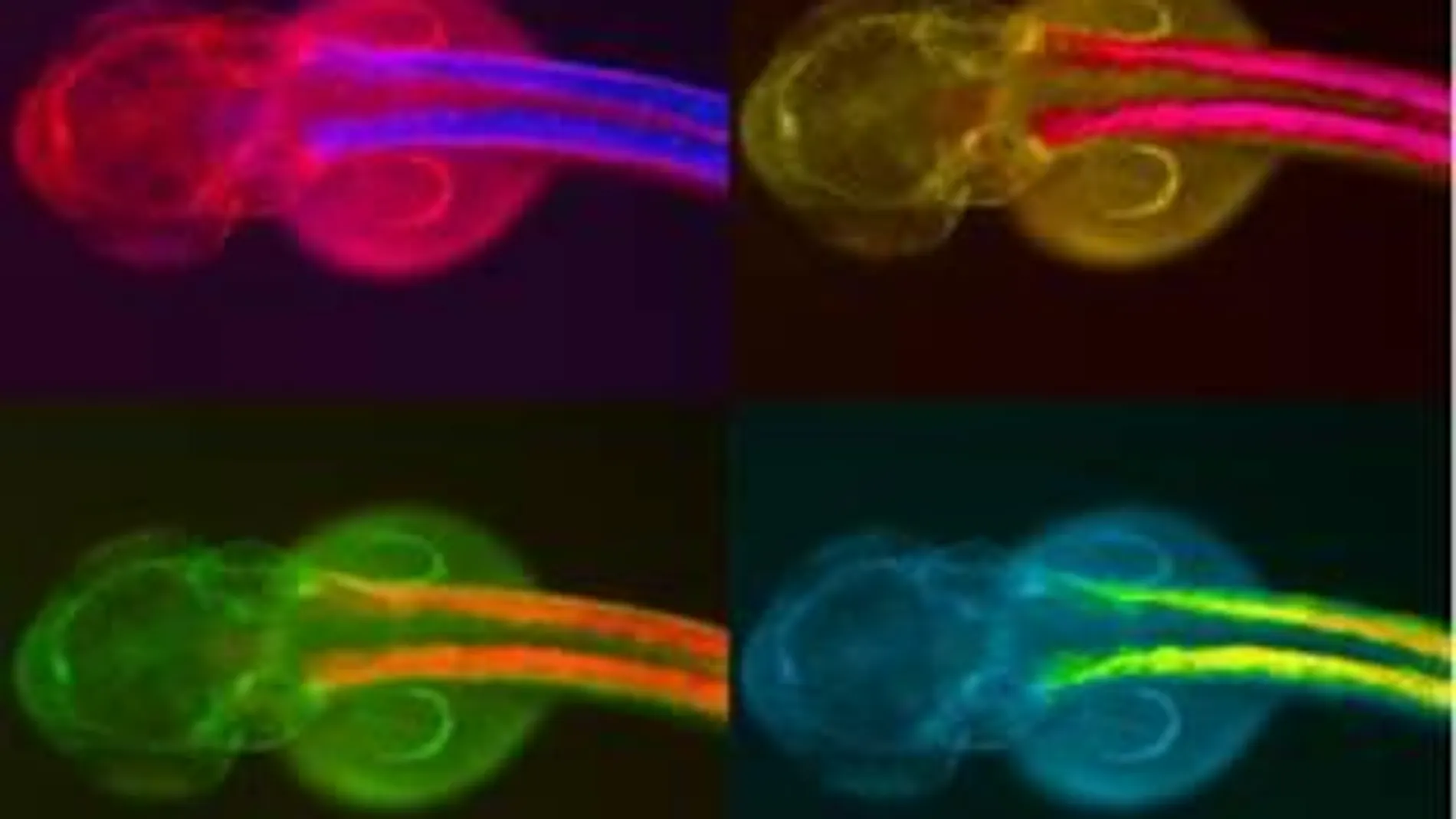 Representación de un embrión de pez cebra transgénico. El elemento regulador de los genes Dlx de humanos promueve la expresión en el borde de la aleta del embrión de 48 horas de vida / CSIC