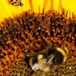 Las abejas disminuyen por los insecticidas y la contaminación