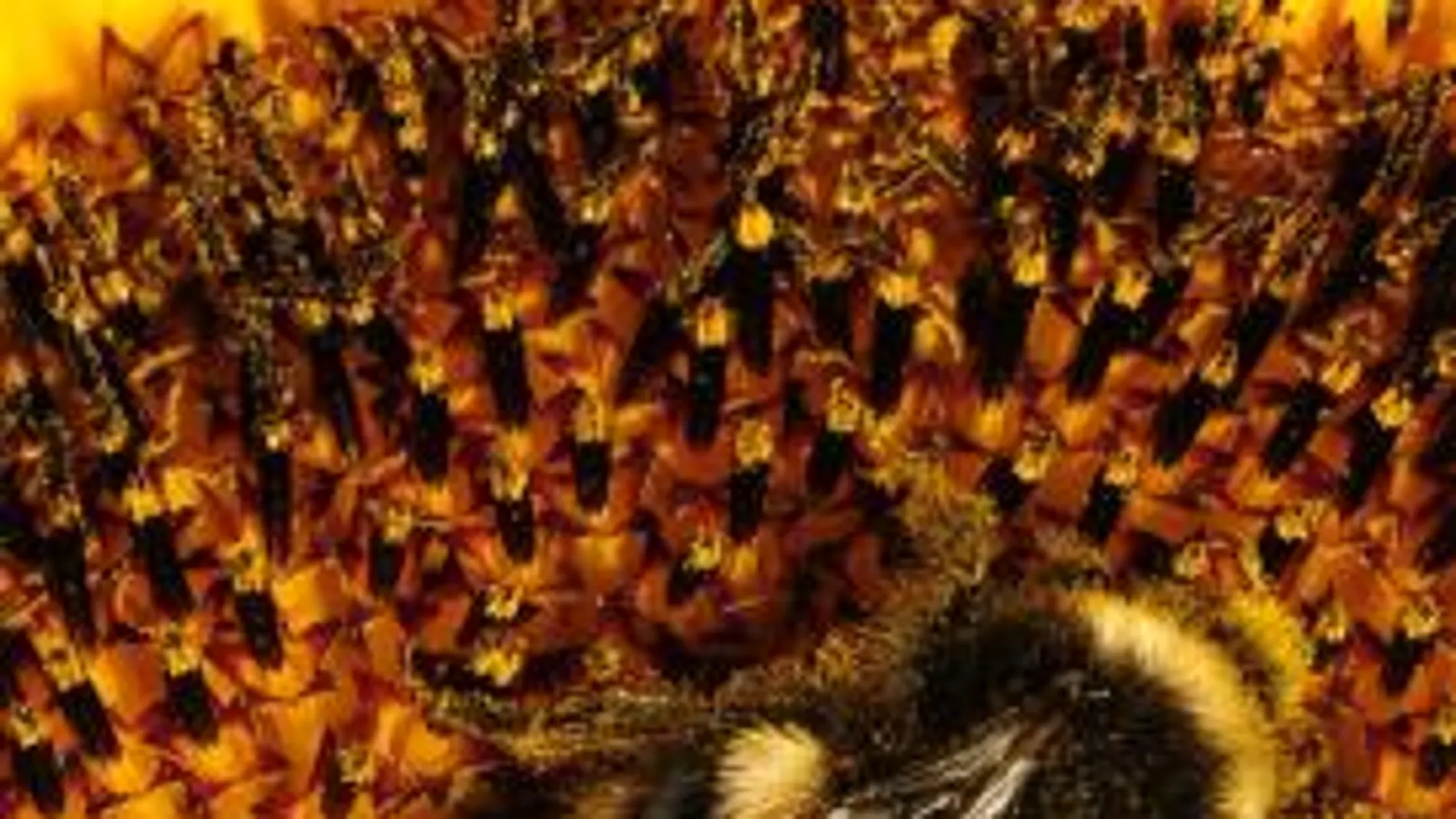 Las abejas disminuyen por los insecticidas y la contaminación