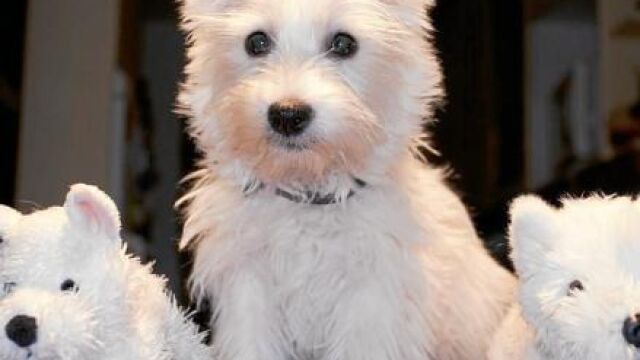 Wifi es una perrita de tres meses muy cariñosa que puede pasarse horas jugando.