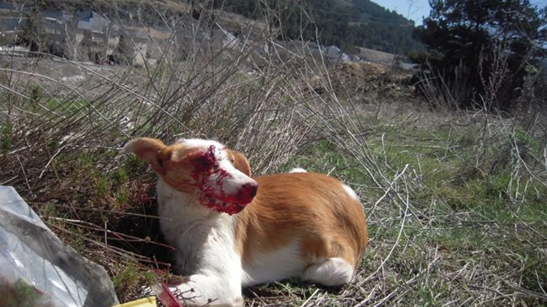 Imagen de "Bus", el perro apaleado