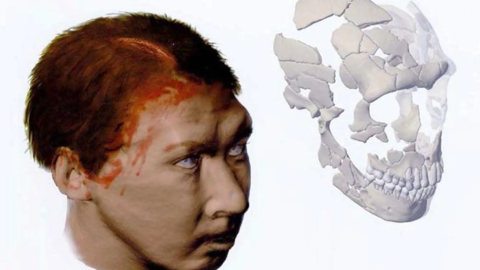 El cruce entre neardentales y denisovans contribuyeron a mejorar el genoma de los humanos modernos
