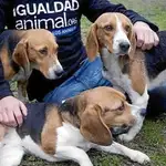  Liberados más de 30 «perros cobaya»