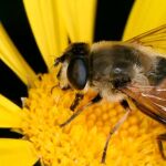 Veneno de abeja para acabar con el cáncer de mama en 60 minutos