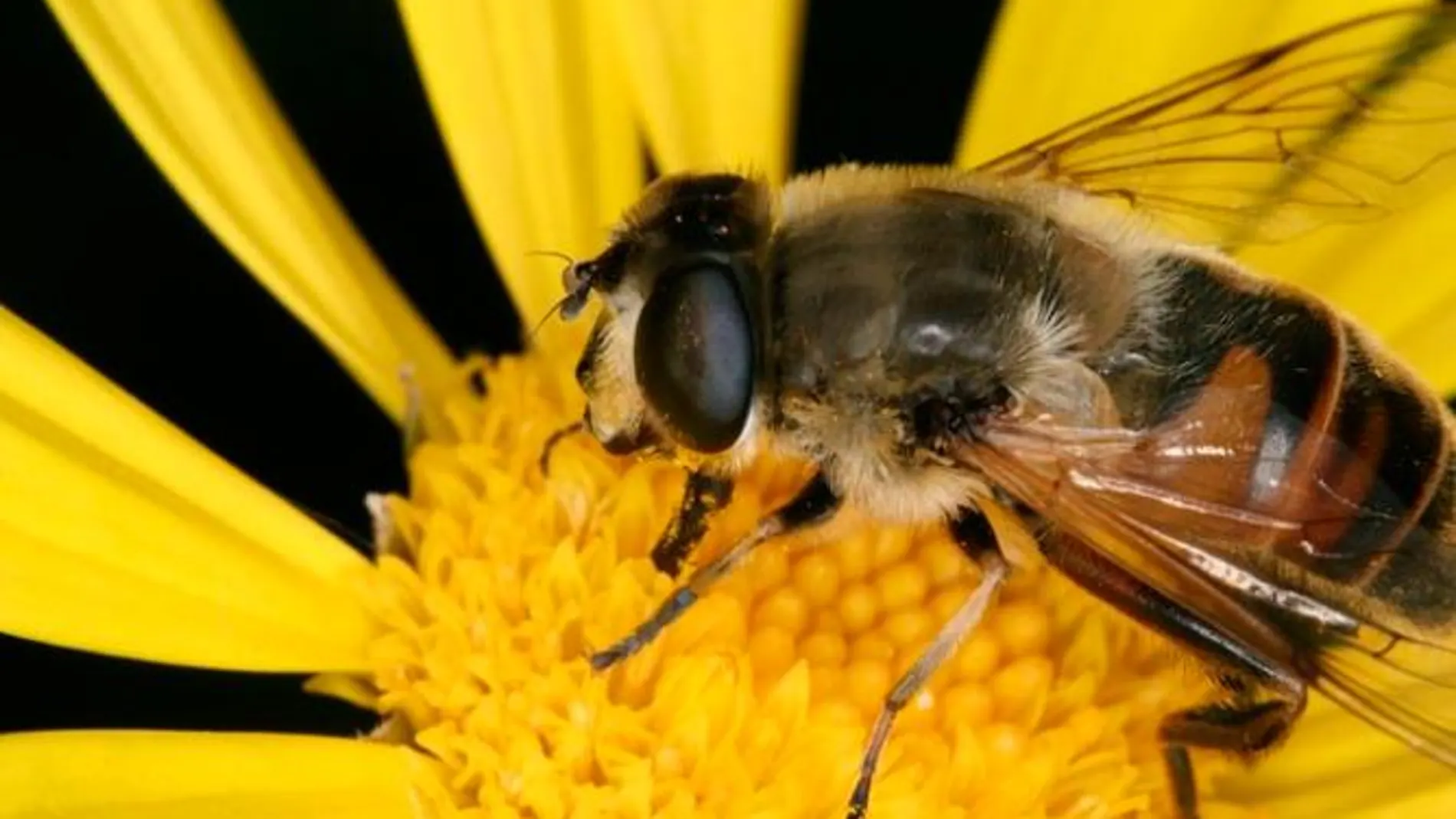 Veneno de abeja para acabar con el cáncer de mama en 60 minutos