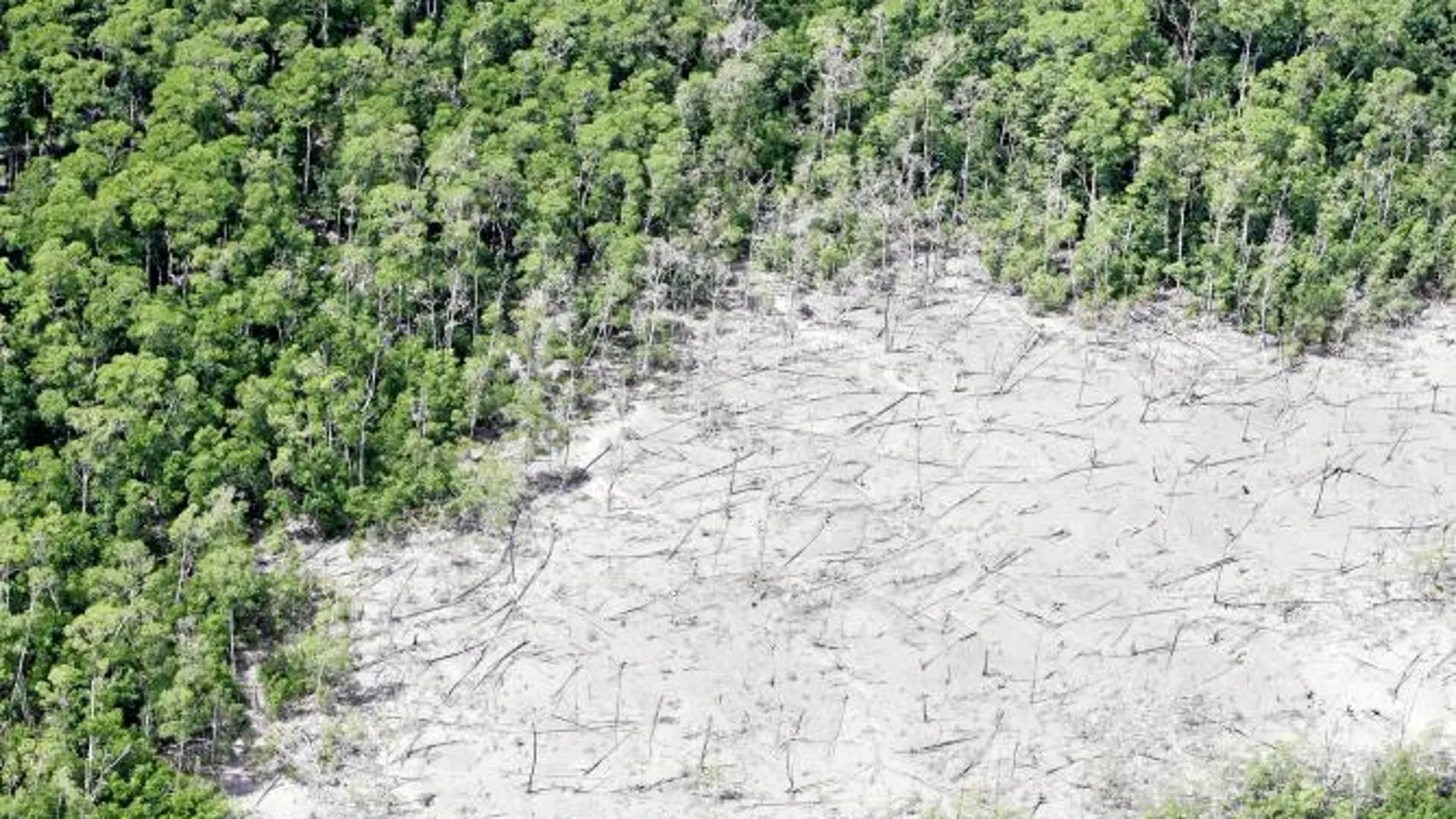 Imagen aérea del Amazonas, donde se aprecia su deterioro, uno de los aspectos que denunció Casement