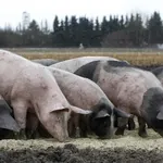 Cerdos en una granja
