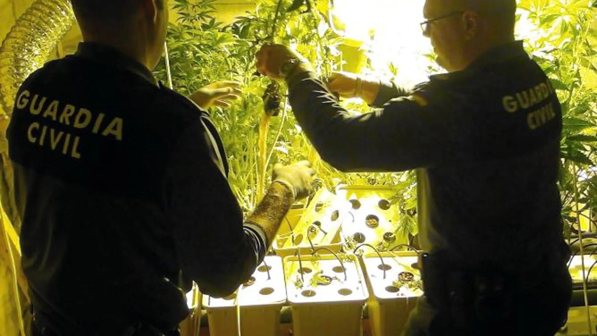 En el sótano de la vivienda los detenidos tenían 64 plantas de marihuana y multitud de aparatos para su cultivo