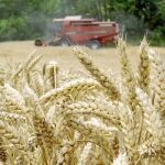La producción de cereales se ha visto afectada por la climatología
