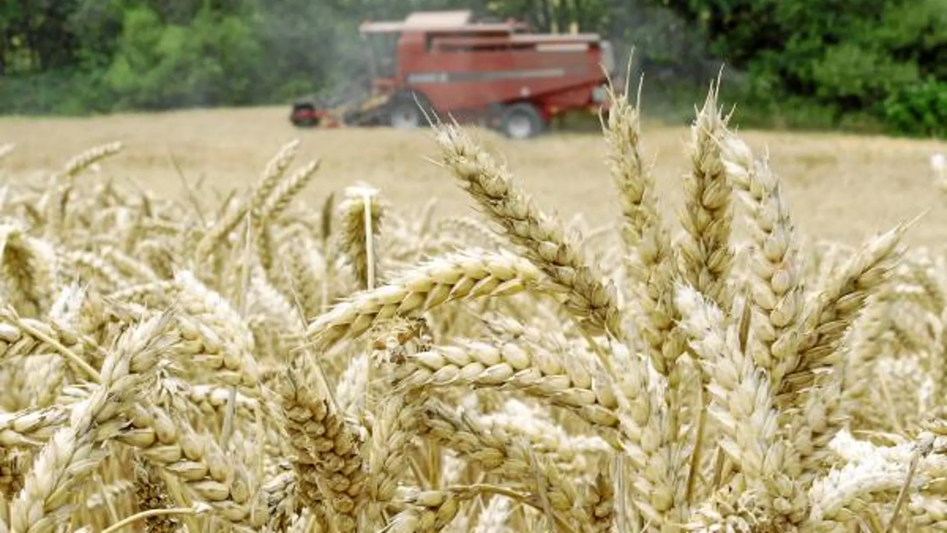 La producción de cereales se ha visto afectada por la climatología