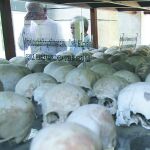 Calaveras de víctimas de los Jemeres Rojos