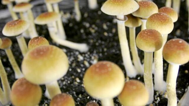 Los hongos de los que se extrae la psilocibina