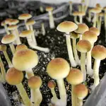 Los hongos de los que se extrae la psilocibina