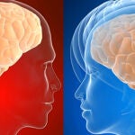 La guerra de sexos nace en el cerebro