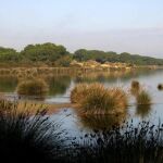 Fotografía facilitada por la organización conservacionista SEO-BirdLife de los humedales del espacio natural de Doñana