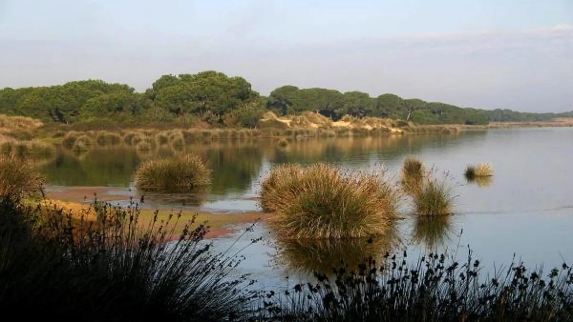Fotografía facilitada por la organización conservacionista SEO-BirdLife de los humedales del espacio natural de Doñana