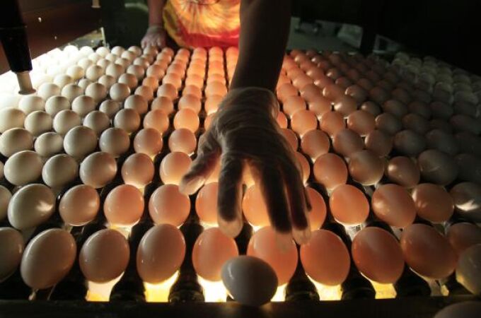 Los huevos de ahora tienen menos colesterol y más vitamina D que hace 10 años