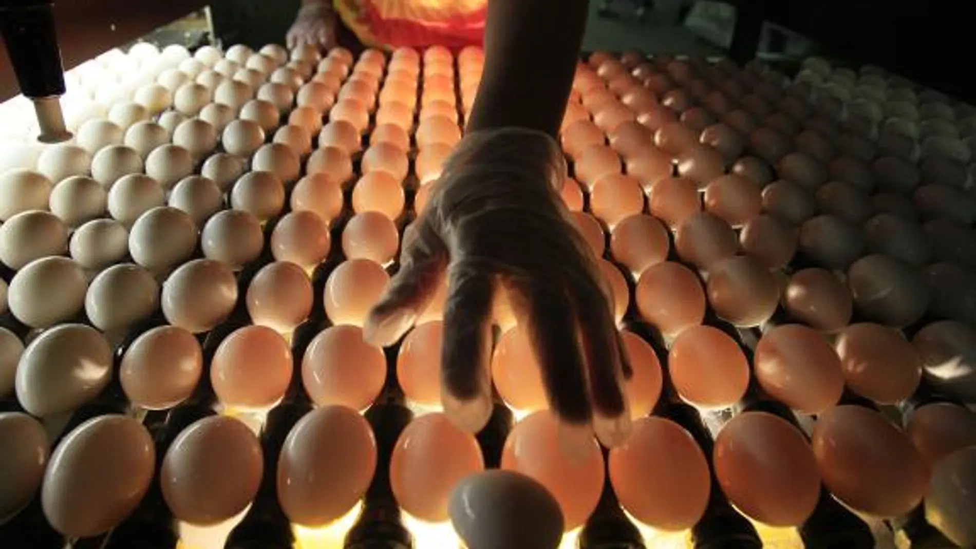 Los huevos de ahora tienen menos colesterol y más vitamina D que hace 10 años