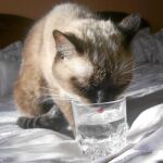 Kumy, de 18 años, fue encontrada en la calle por Vanesa. En la foto, la gatita bebe de un vaso de agua