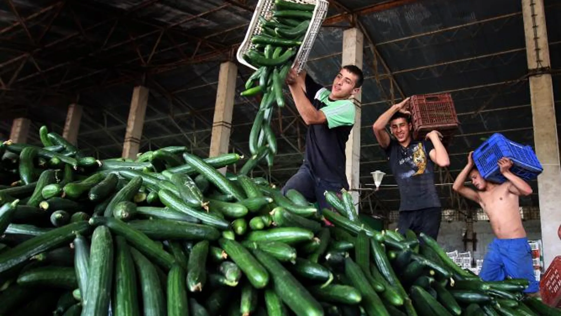 Imagen de archivo de trabajadores de una empresa agraria