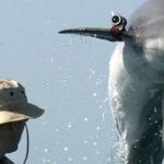 Los delfines, con un sónar muy sensible, son especialmente aptos para ciertas misiones militares