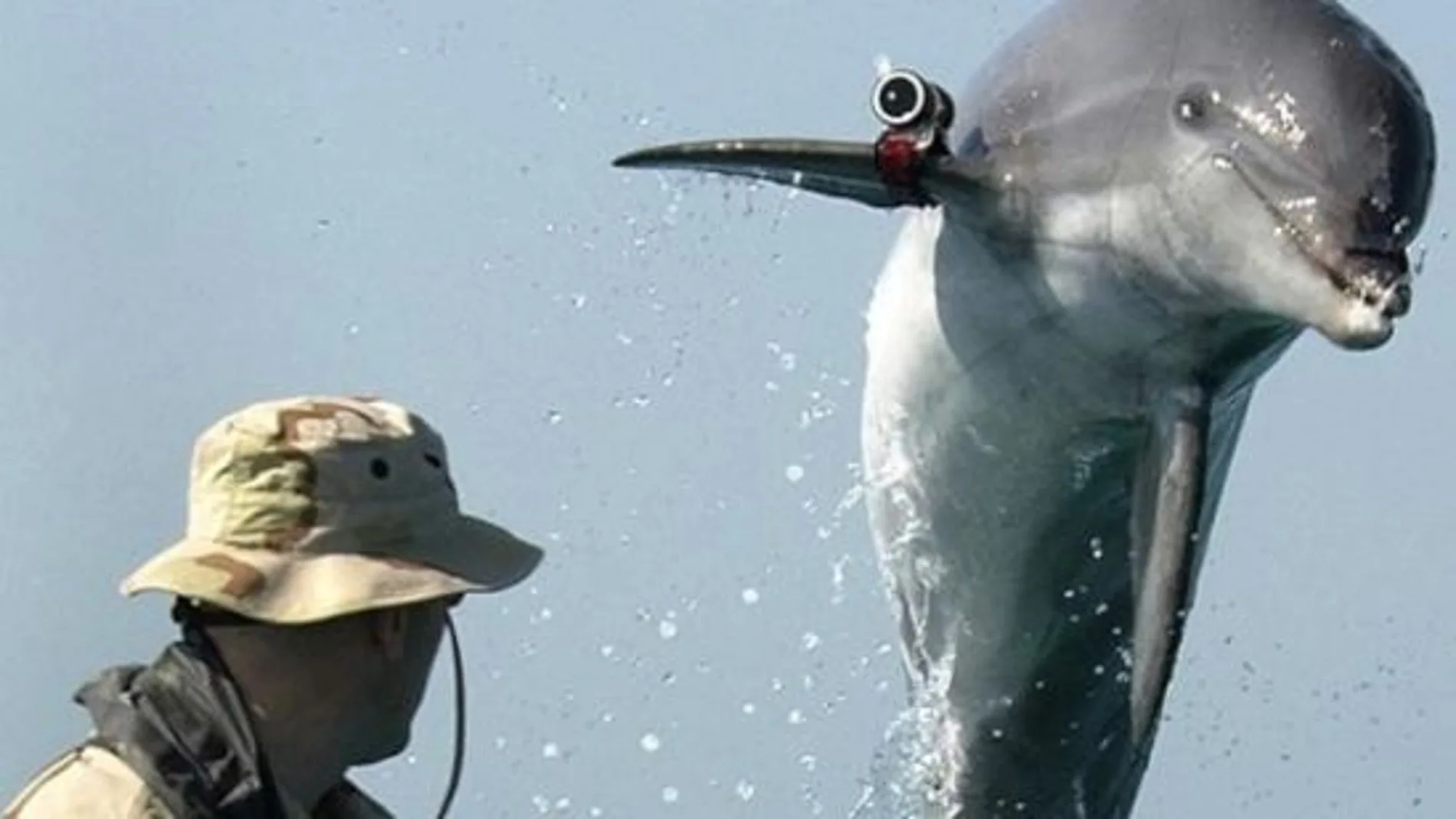 Los delfines, con un sónar muy sensible, son especialmente aptos para ciertas misiones militares