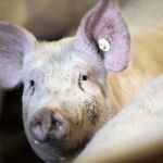 Alemania confirma el primer caso de un cerdo contaminado por dioxinas