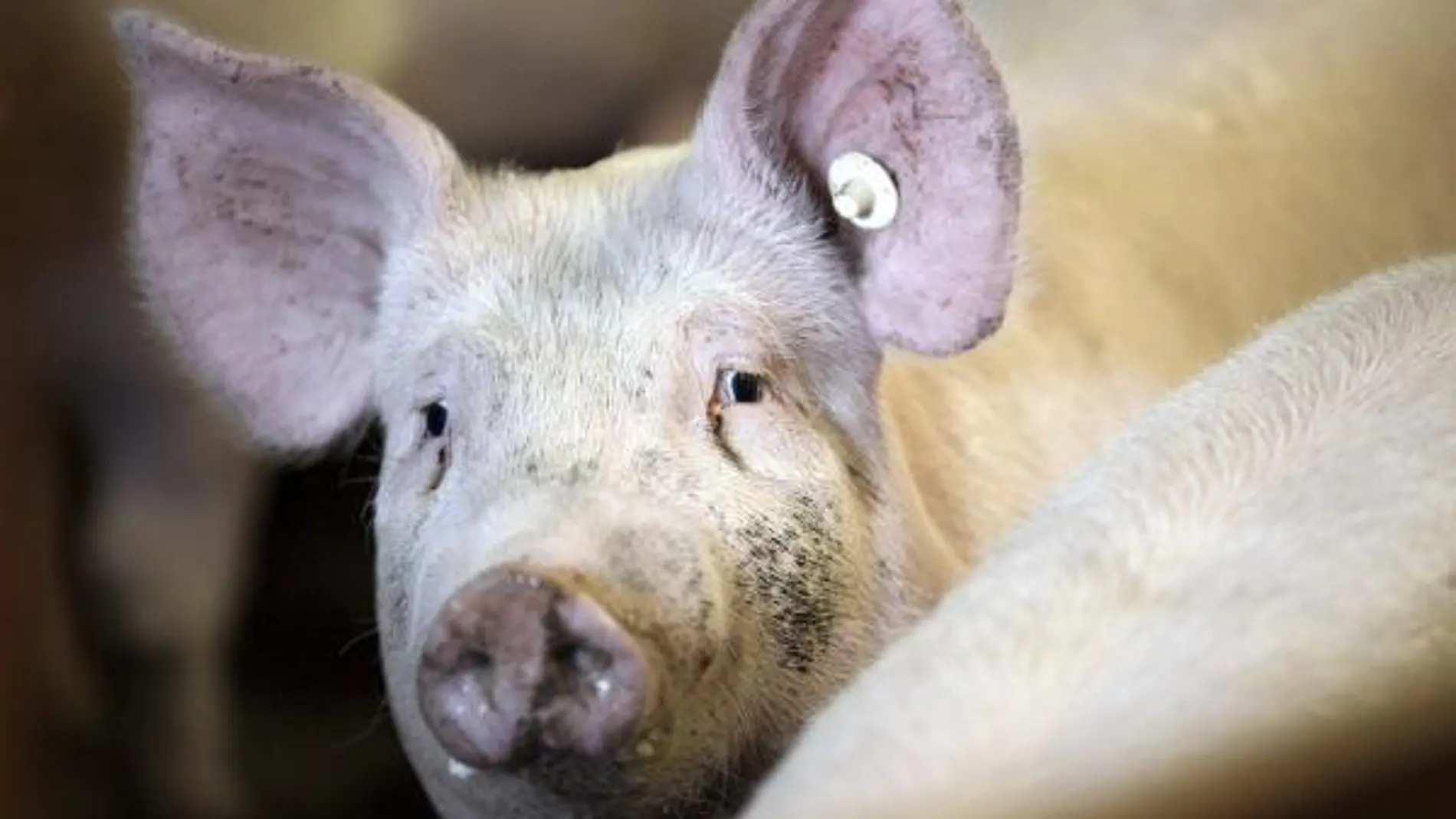 Alemania confirma el primer caso de un cerdo contaminado por dioxinas