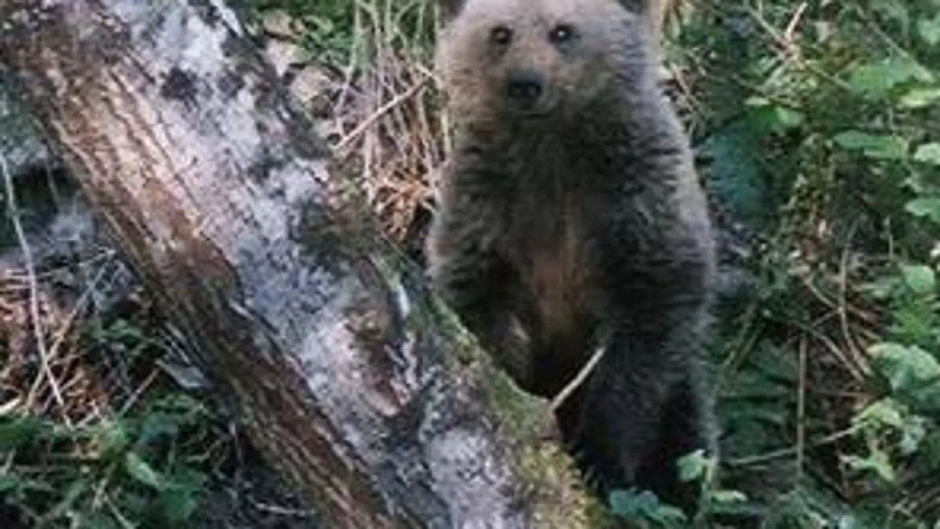 Imagen de archivo de un oso pardo