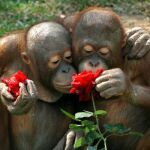 Dos orangutanes llamados Aom y Aum (i), huelen una rosa a tan solo un día del día internacional de los enamorados o San Valentín, en Bangkok