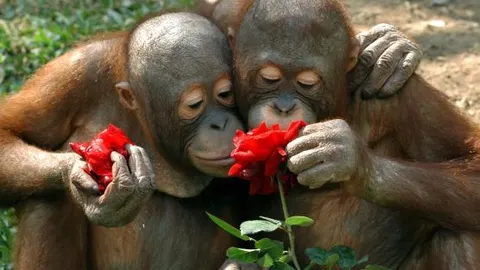 Dos orangutanes llamados Aom y Aum (i), huelen una rosa a tan solo un día del día internacional de los enamorados o San Valentín, en Bangkok