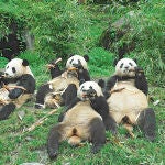 Biocombustibles más económicos a partir de heces de osos panda