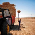 El sector agrícola y ganadero experimentó un descenso de casi trescientos parados respecto a junio