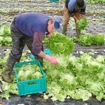 Agricultores envasan las lechugas para venderlas