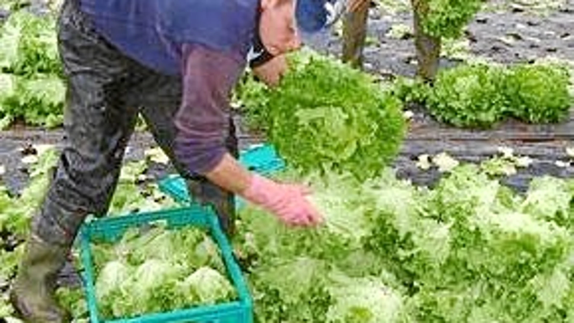 Agricultores envasan las lechugas para venderlas