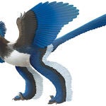 Nuevos restos destierran al primer ancestro de las aves