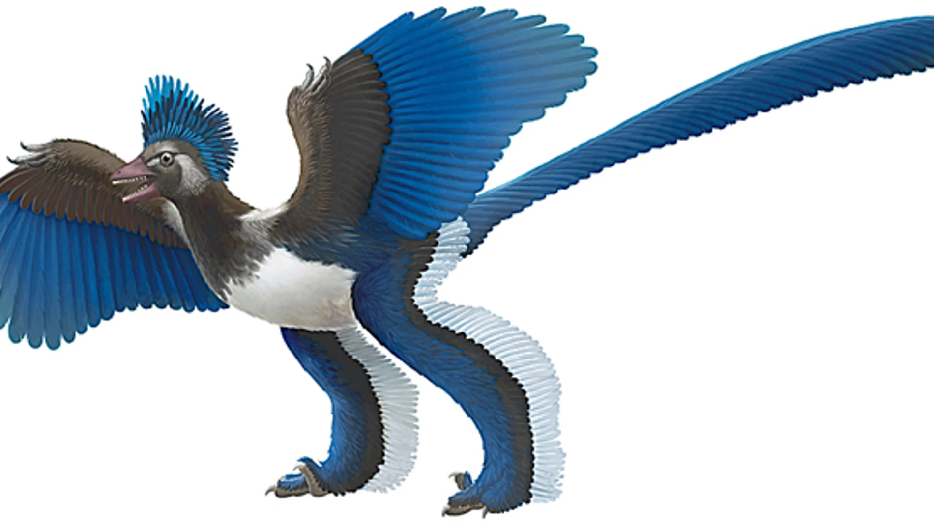 Nuevos restos destierran al primer ancestro de las aves
