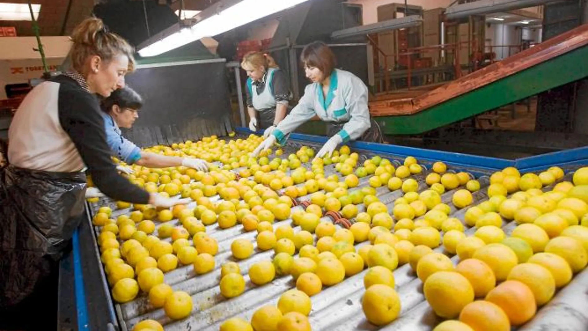 Los agricultores murcianos y valencianos cargan contra la Asociación Mundial de Cítricos: “arruina a los productores españoles”