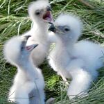 Varios polluelos de ave rapaz nacidos en cautividad