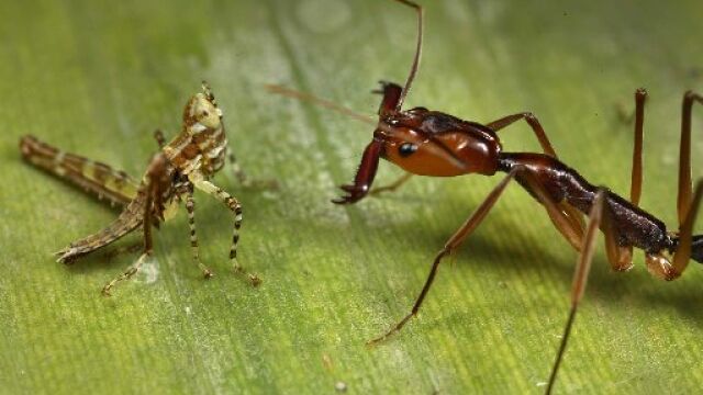 Conoce la fauna abundantísima de los ríos en España