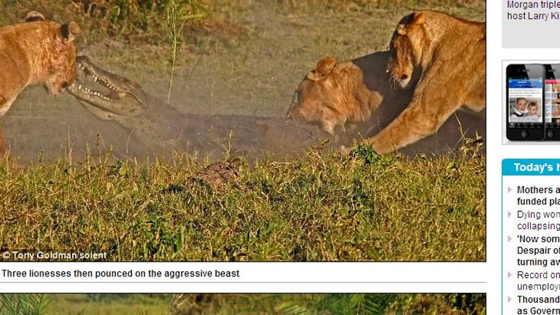 Leonas en acción ante los ojos de los turistas