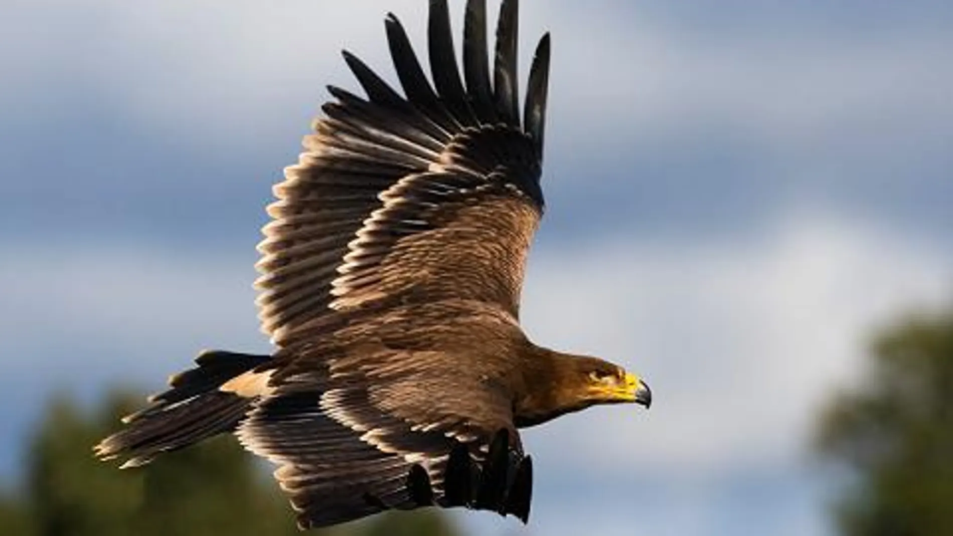 La población reproductora de águila imperial en Castilla y León pasa de 29  a 101 parejas