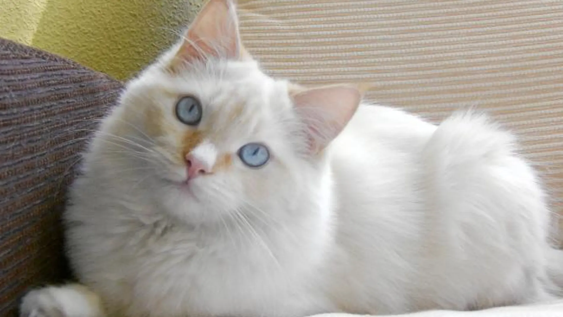 Merlín, ganador de la semana