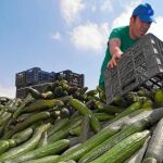 Los agricultores murcianos apoyan la reapertura del mercado ruso al sector hortofrutícola