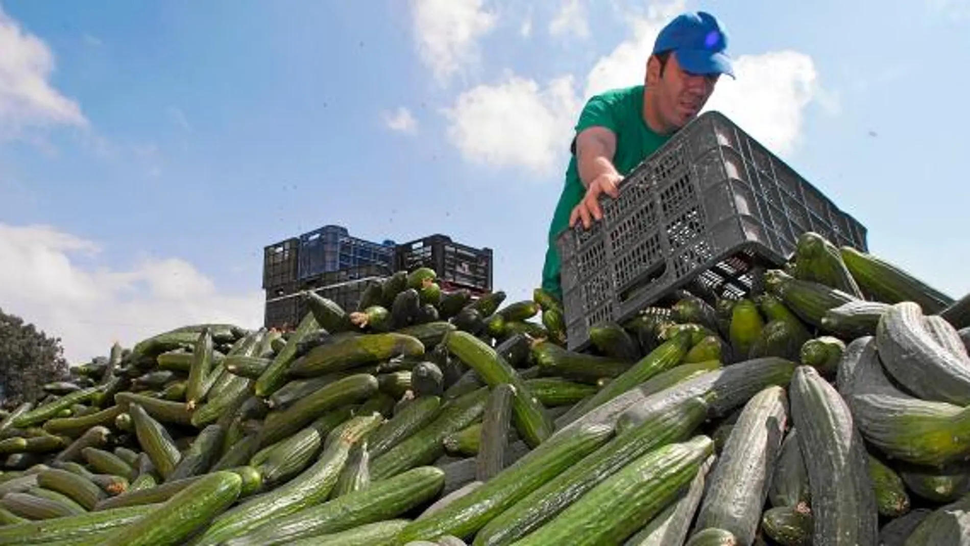 Los agricultores murcianos apoyan la reapertura del mercado ruso al sector hortofrutícola