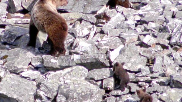 Una osa con sus crías en la montaña leonesa