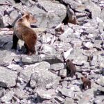 Una osa con sus crías en la montaña leonesa