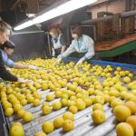 Una mujeres trabajan en una cooperativa de Segovia